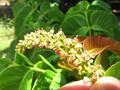 island lychee